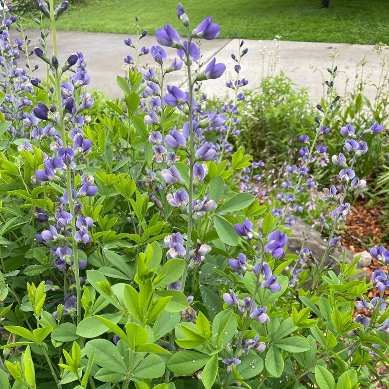 Indigo Bush