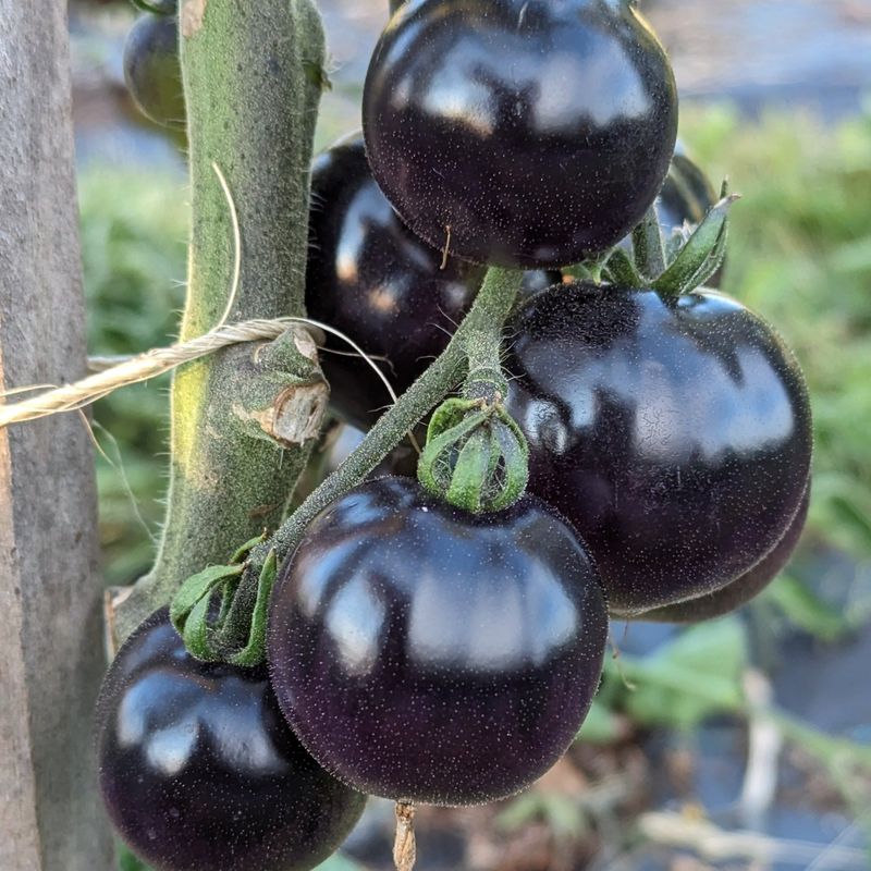 Indigo Rose Tomato