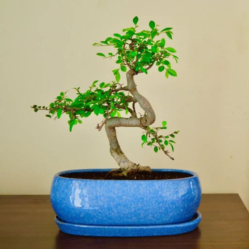 Indoor Bonsai Trees