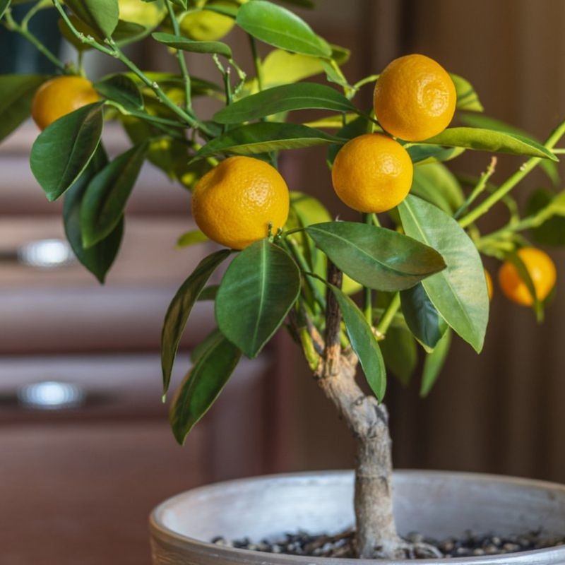 Indoor Fruit Trees