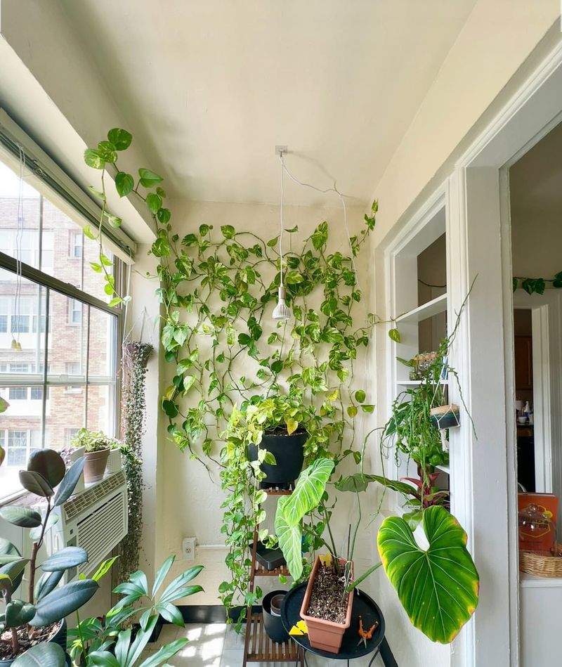 Indoor Plant Aid