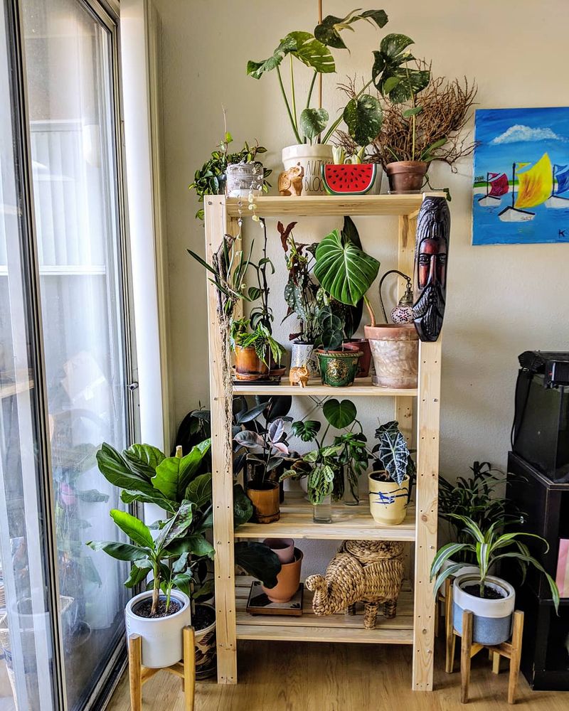 Indoor Plant Shelfie