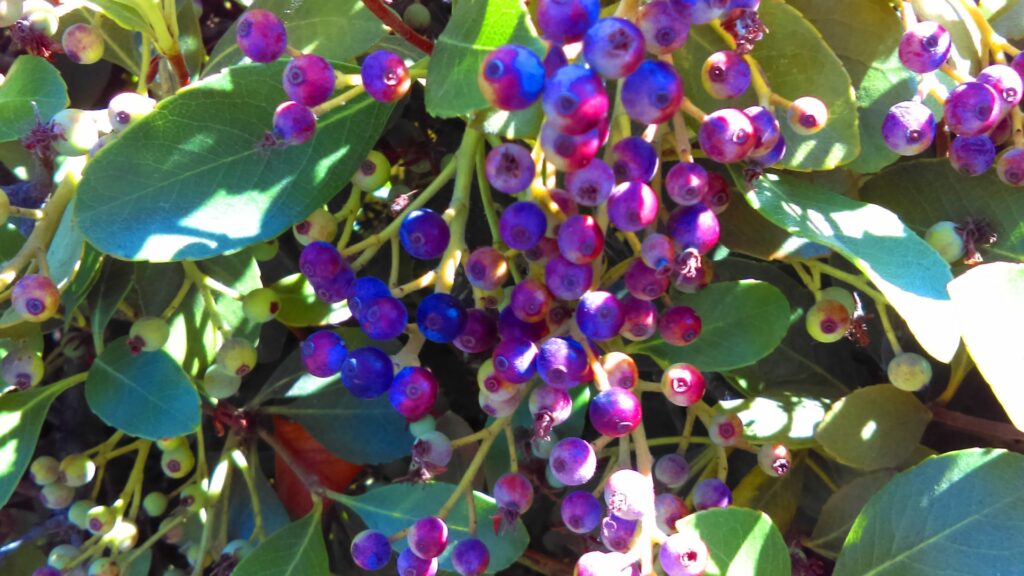 inkberry holly shrub