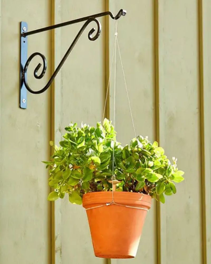 Innovative Plant Hanger