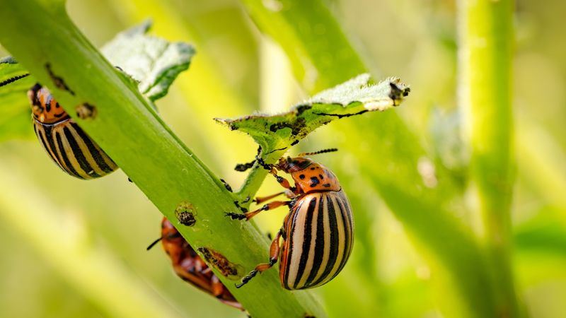 Insect Deterrent Bands