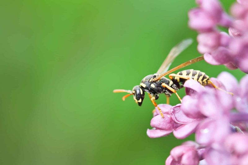 Insect-Friendly Plants