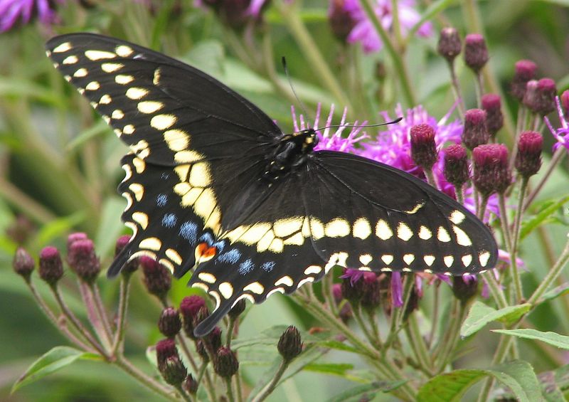 Insect Habitat