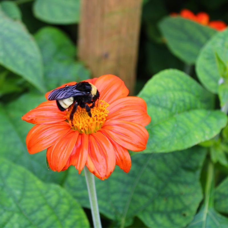 Insect-Repelling Plants