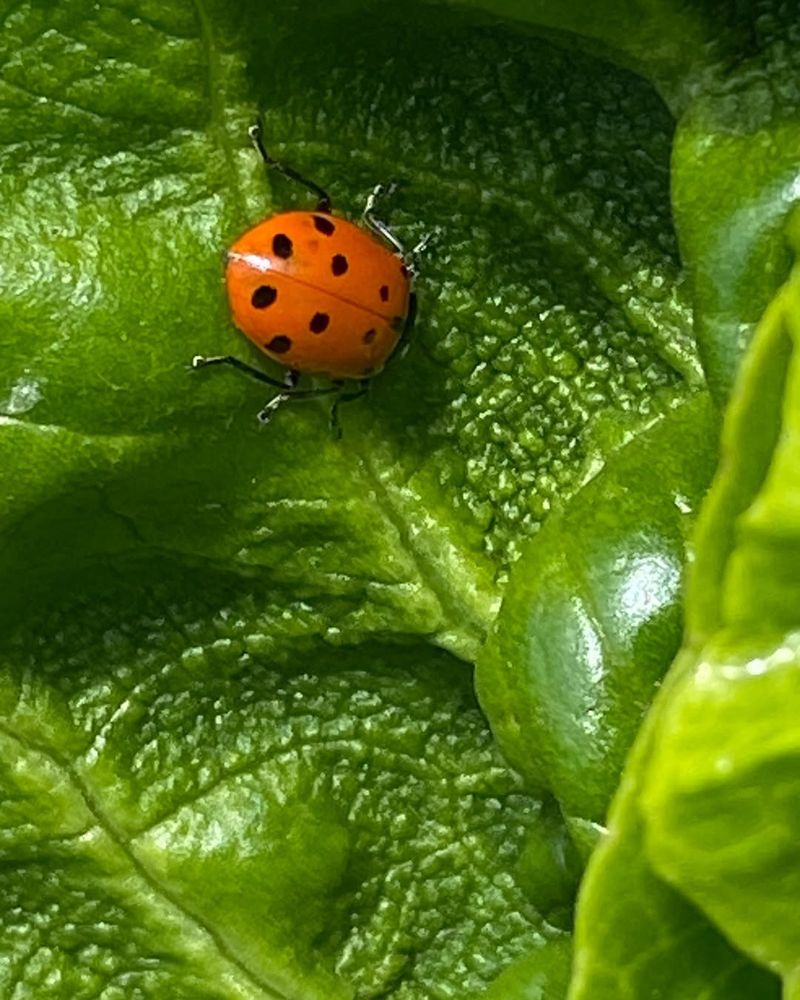 Beneficial Bugs: Ladybugs