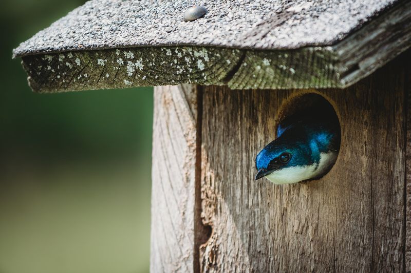 Install Birdhouses