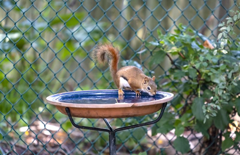 Install a Bird Bath