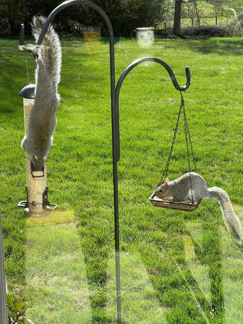 Install a Squirrel Feeder Pole