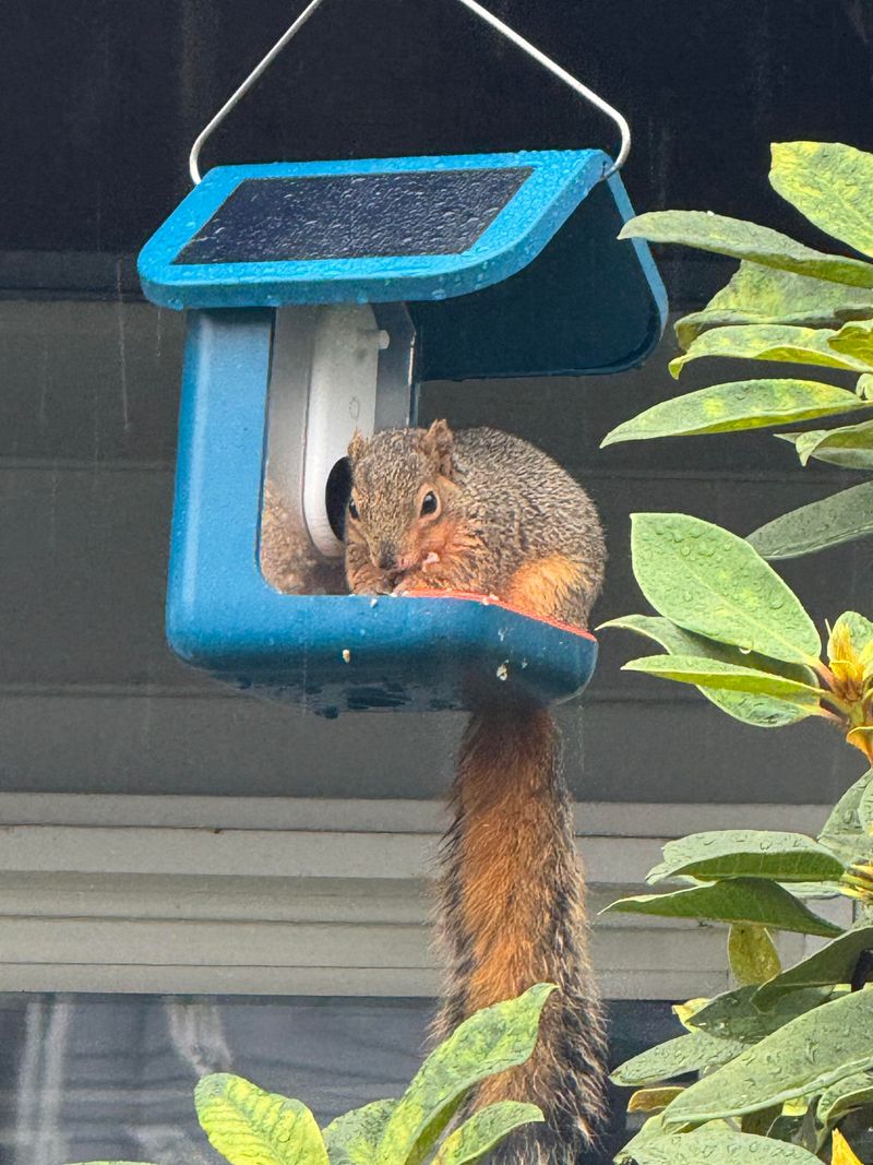 Install a Squirrel-Proof Bird Feeder