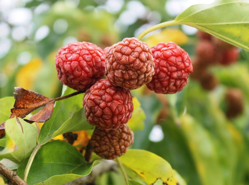 Maclura Tricuspidata