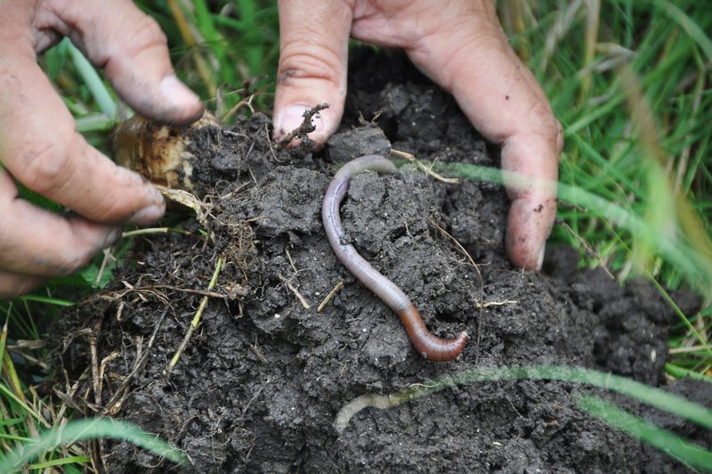 Interference with Irrigation