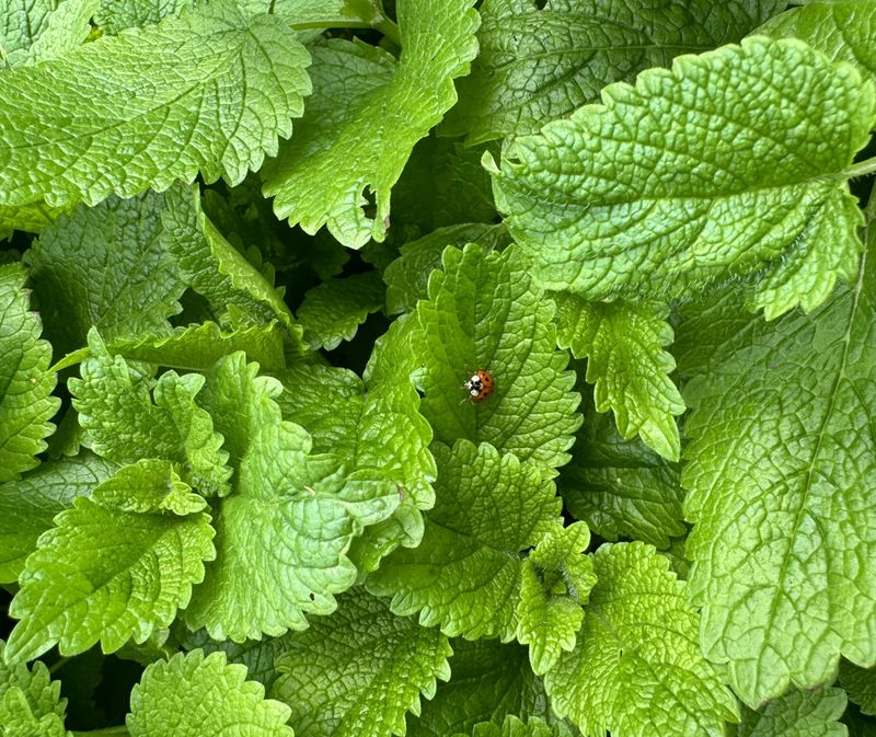 Interplant Coriander