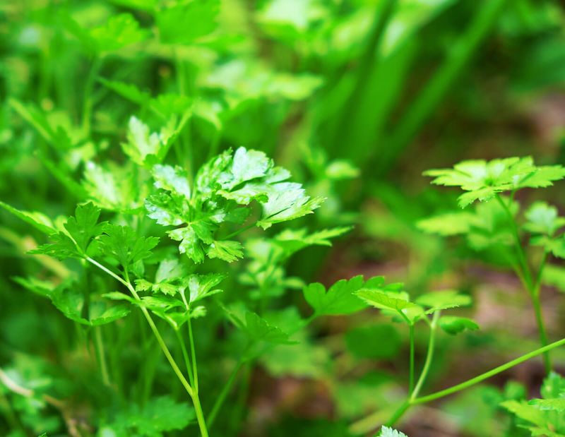 Interplant Parsley