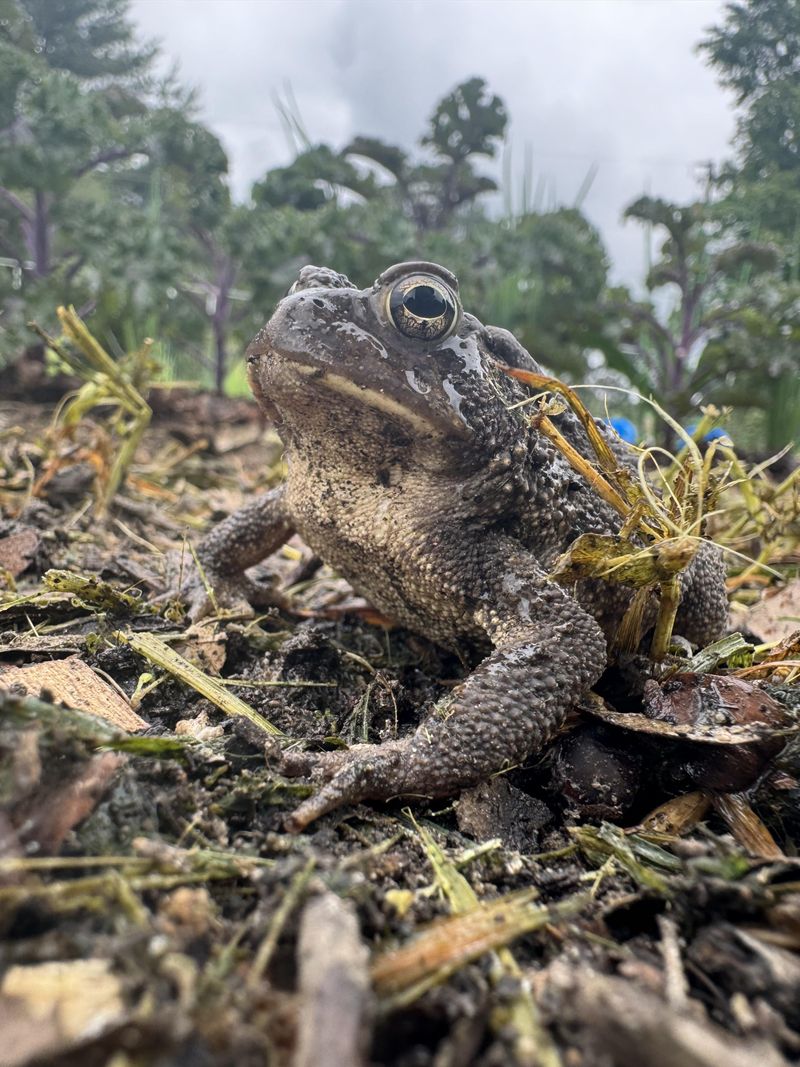 Introduce Frogs and Toads