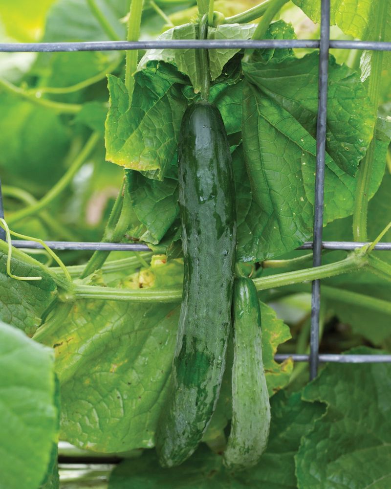 Iowa's Large Cucumber