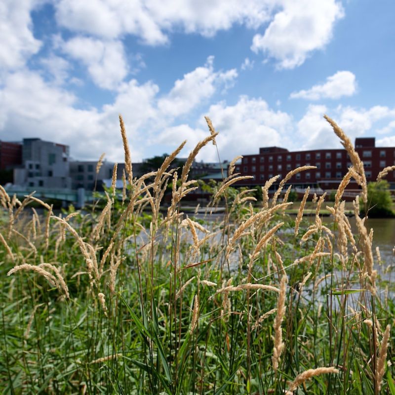 Iowa: Reed Canary Grass