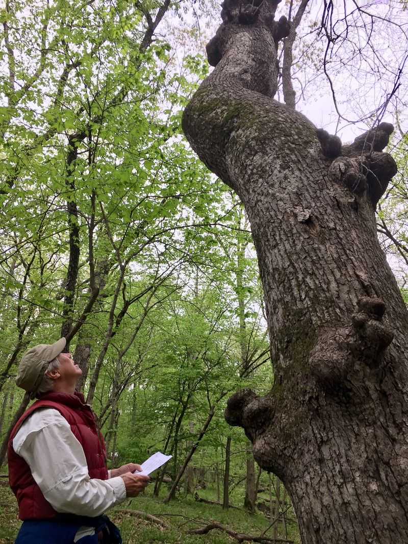 Iowa's Timber Titan