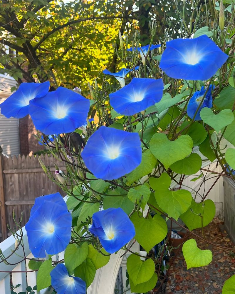 Ipomoea