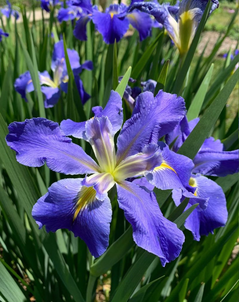 Iris