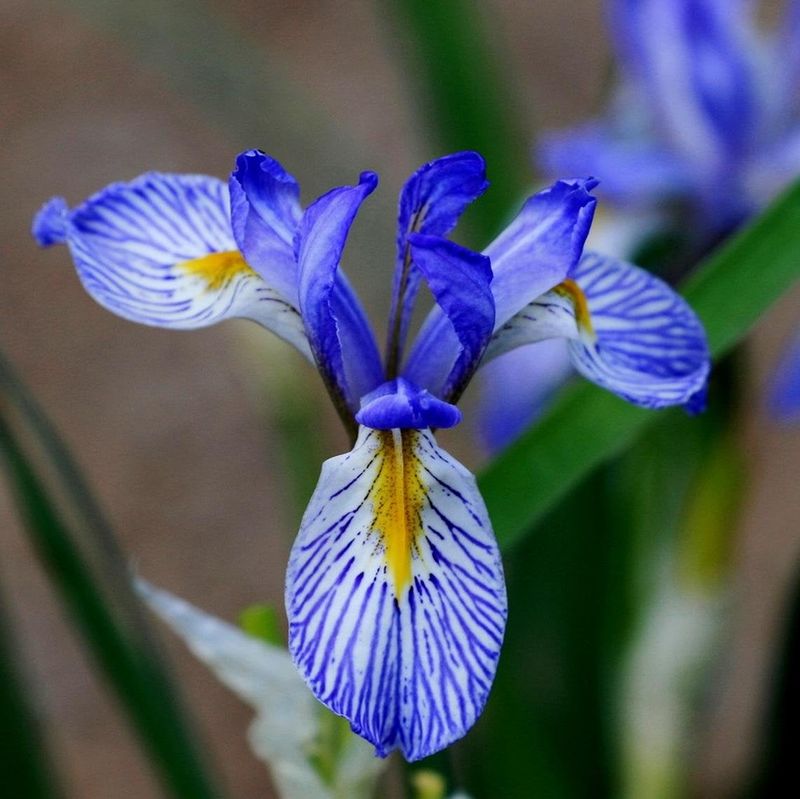 Iris