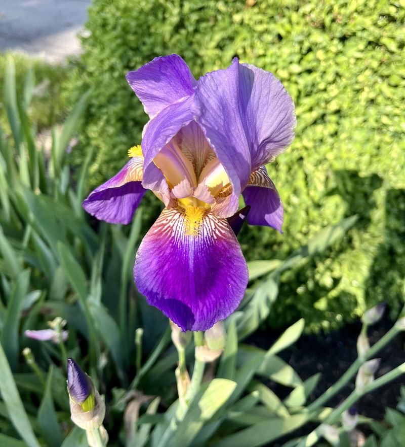 Iris