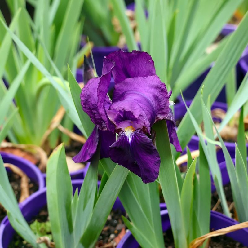 Iris (Iris germanica)