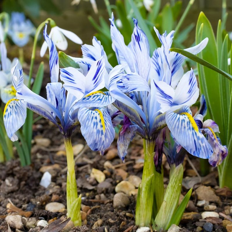 Iris Reticulata