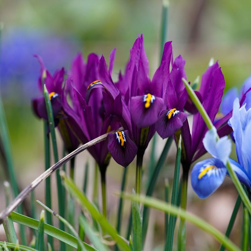 Iris Reticulata