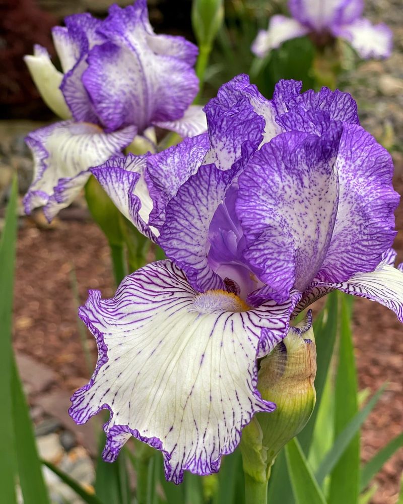 Irises