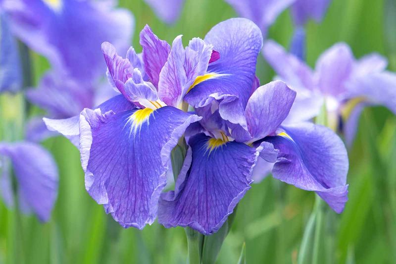 Irises