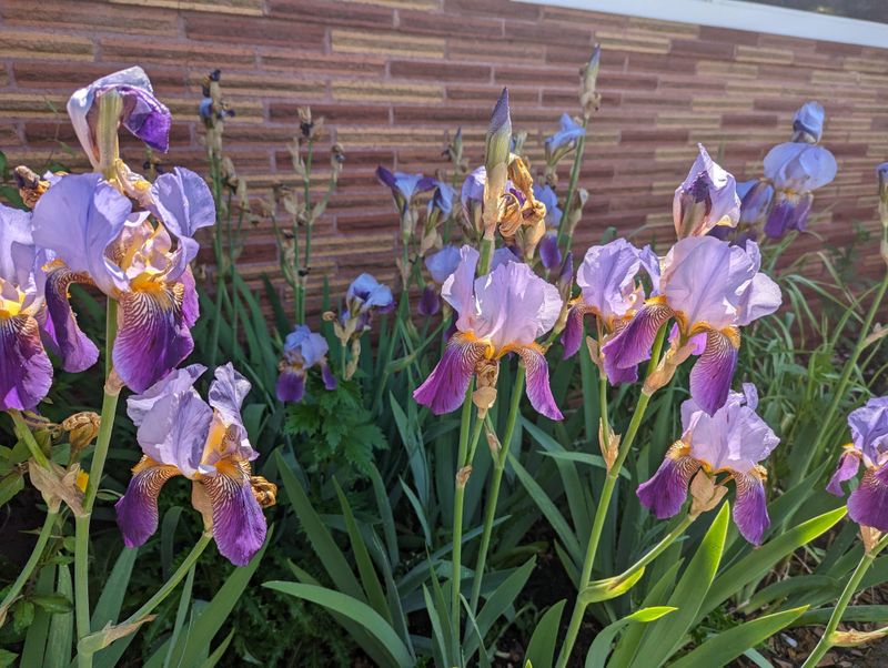 Irises