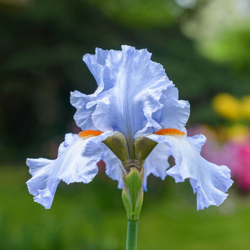 Irises