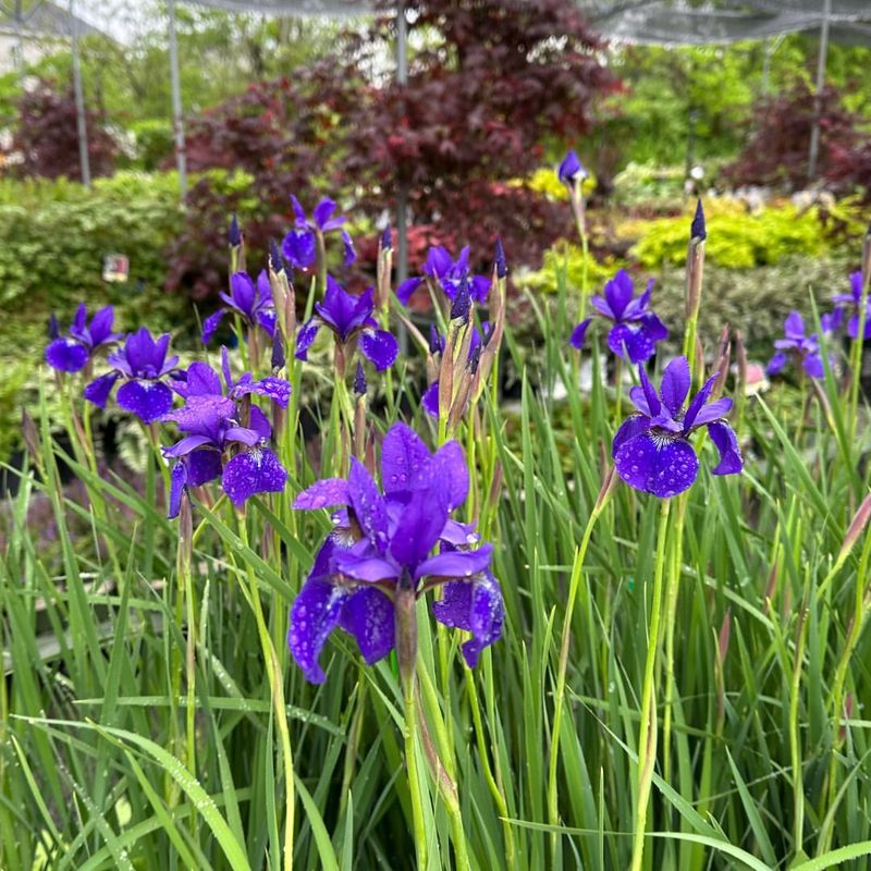 Irises