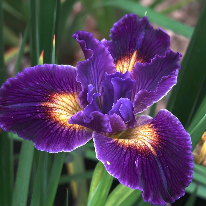 Irises