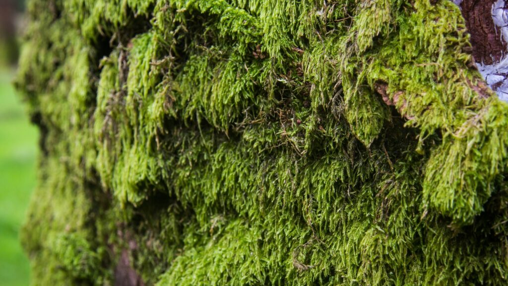Irish Moss
