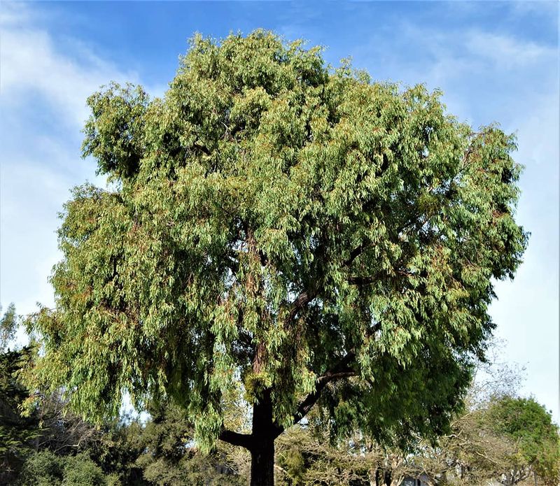 Ironbark Tree