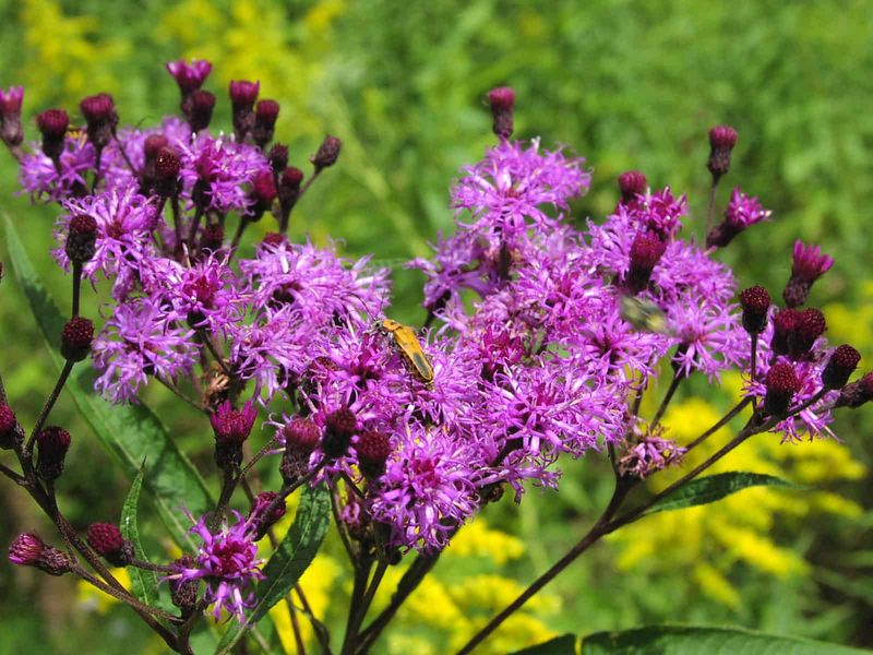 Ironweed