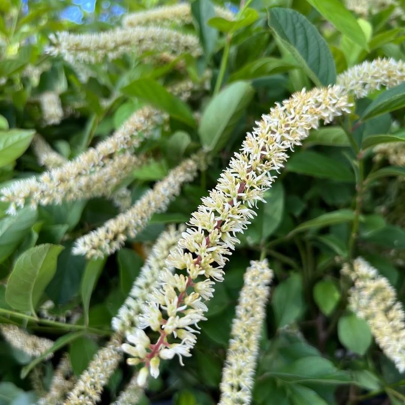 Itea virginica