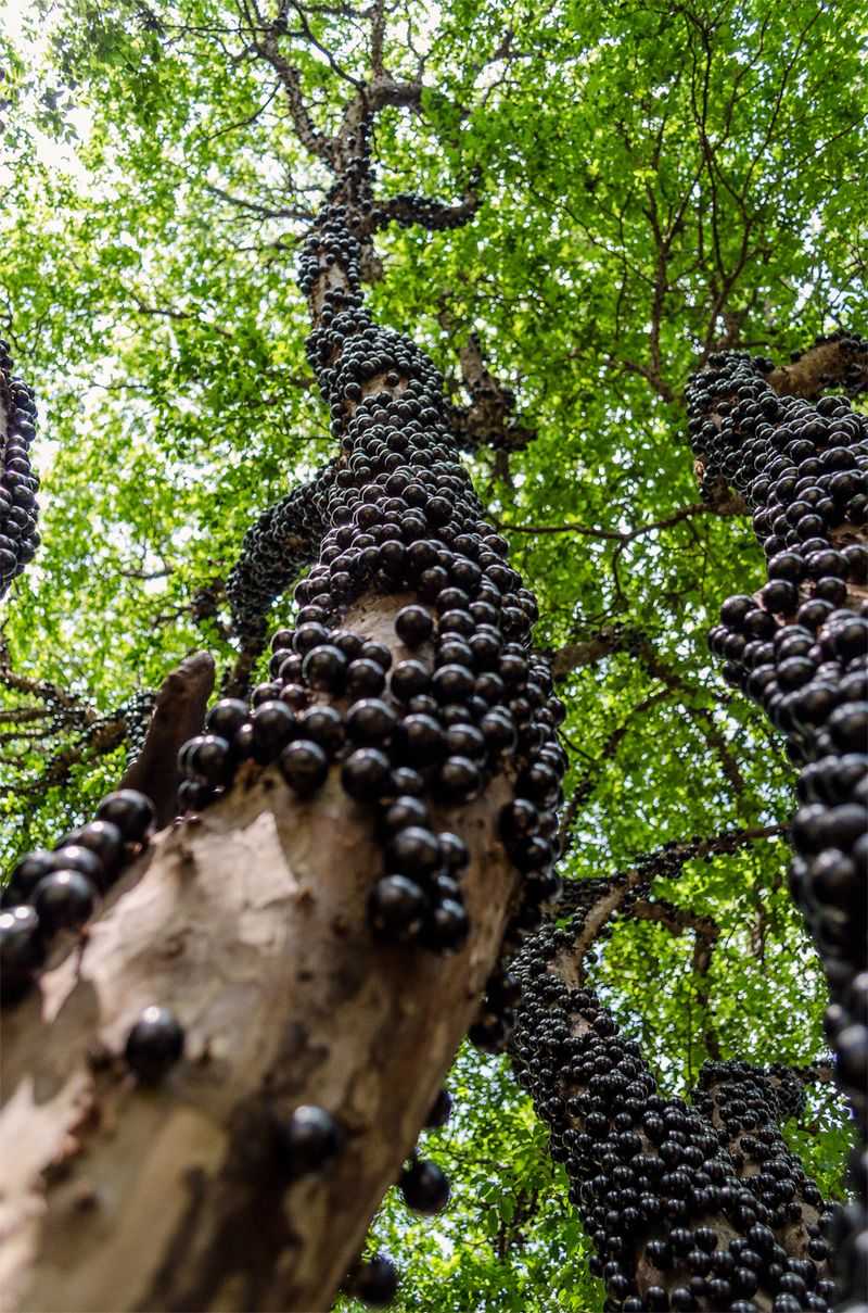 Jabuticaba