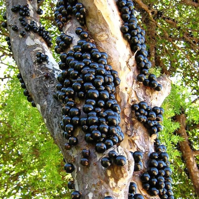 Jabuticaba