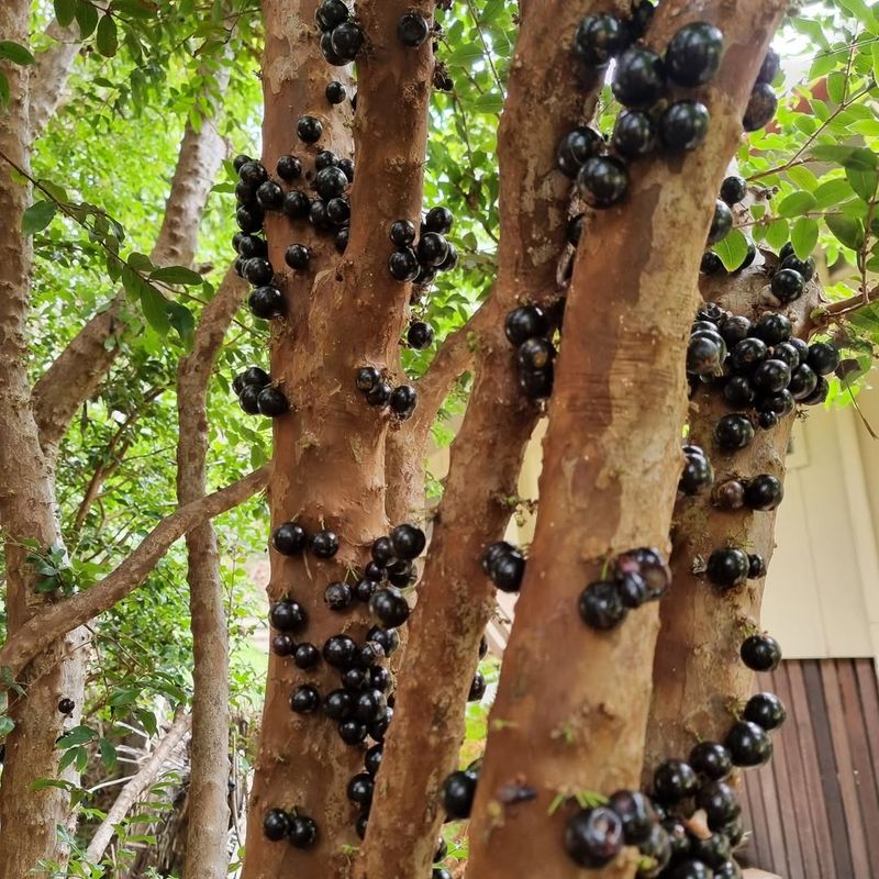 Jabuticaba Tree