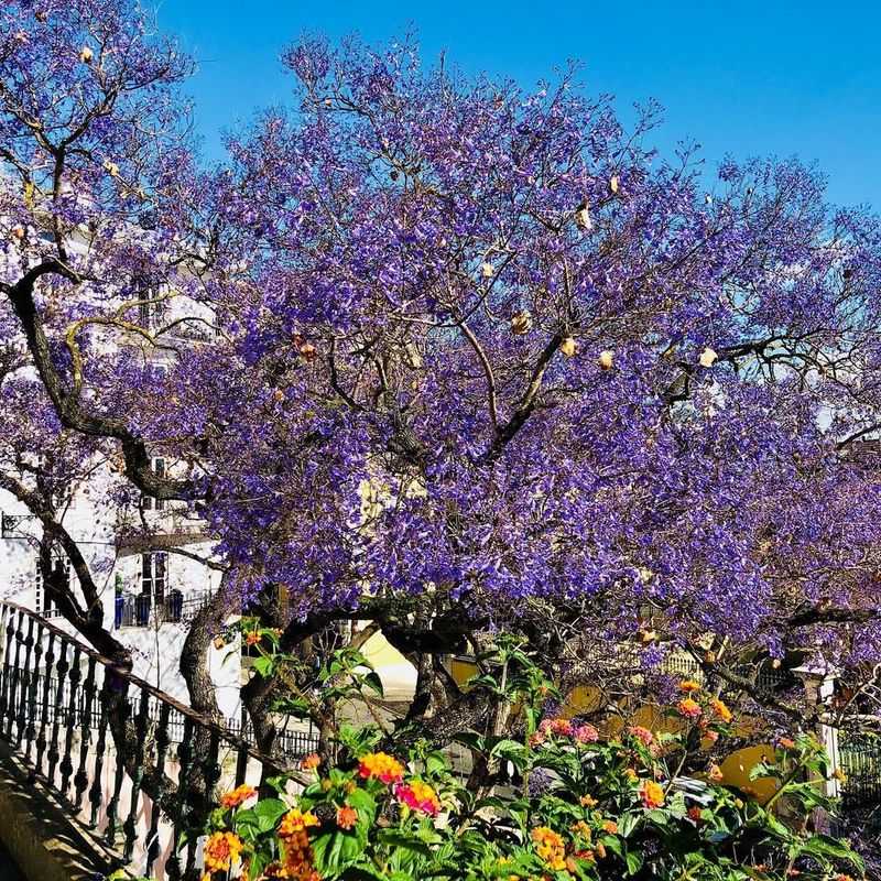 Jacaranda Tree