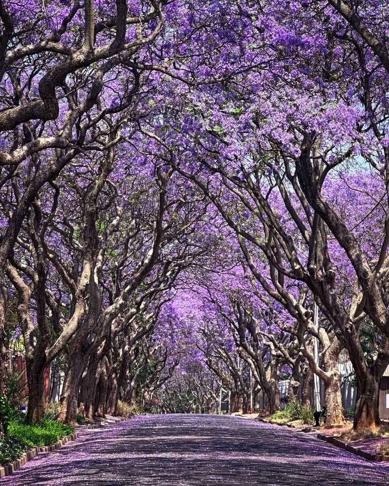 Jacaranda Tree