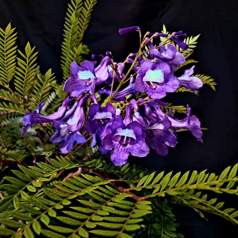 Jacaranda