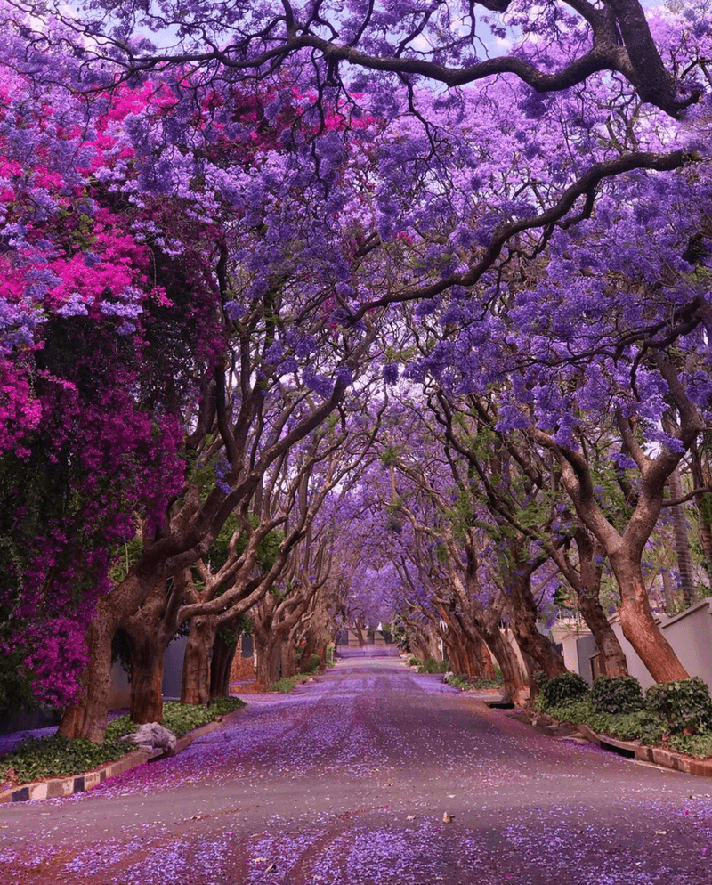 Jacaranda