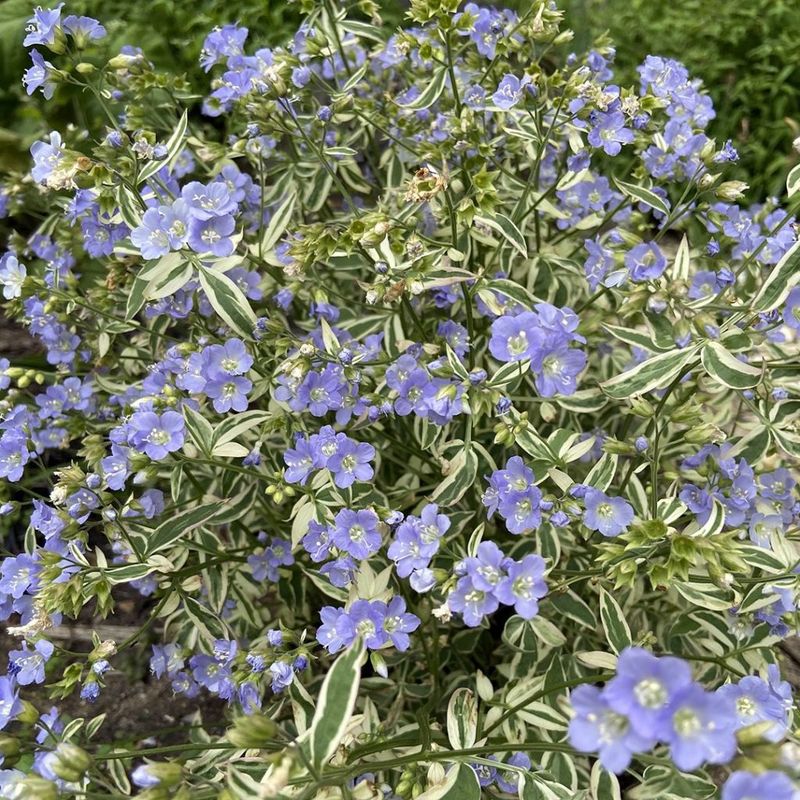 Jacobs Ladder Variegata